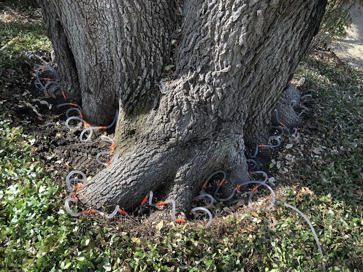 Detailed Tree Cabling and Bracing job site in Little Switzerland
