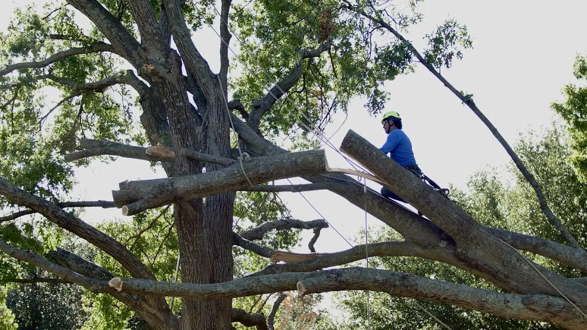 Professional Crown Thinning performed by certified arborists in Little Switzerland