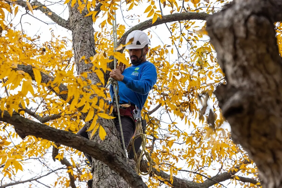 Skilled Tree Pruning crew working in Little Switzerland